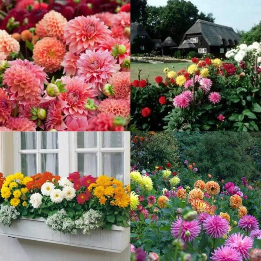 Take A Look At This Diverse Product Range, Including Vegetables, Fruits, Flowers, And More, To Add Color To Your Strong And Vibrant Brand. - 33顆種子 - 查看 1