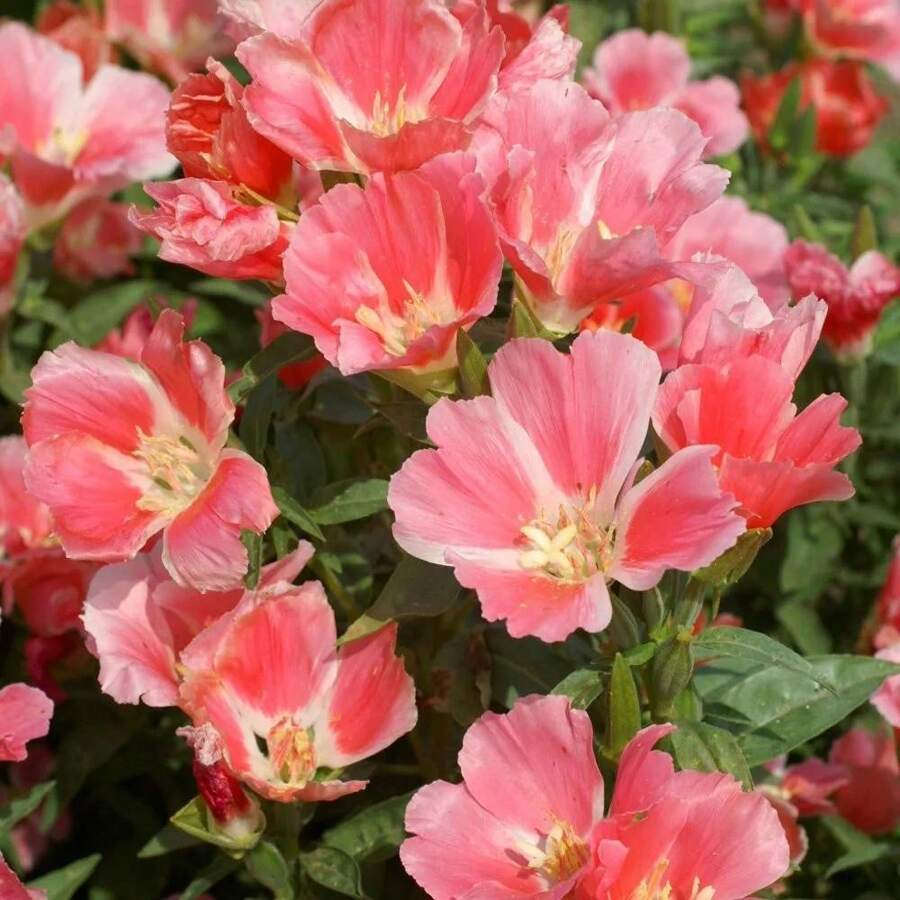 Farewell To Spring Godetia Seeds - Clarkia Amoena - 500 Seeds Easy To Plant