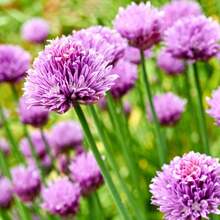 Allium Giganteum Seeds, 300 Seeds, Easy To Plant