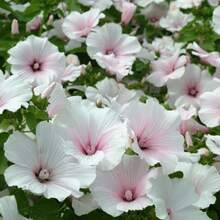 275 Pieces Of Lavatera Tristis Seeds For Planting - 275 - 查看 3