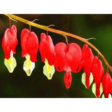 120 Samen Seltene Mehrjährige Spectabilis Kräuter Dicentra Pflanze Blutendes Herz Blumenpflanzen. Samenpflanze für den Garten