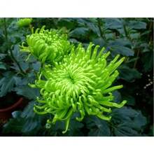 Sow Right Seeds 100 Pieces Green Chrysanthemum Seeds, Garden Plants On , Vegetable Seeds, Hosta Plants, Live Plants, Garden Plants, Flower Seeds For Outdoors, Semillas De Flores Para Sembrar, Garden , All Live Plants On , No Seeds, Live Plants On , Mosquito Protection For The Garden, Perennial Plants, Seeds For Planting, Live Plants On , No Seeds, Perennial Flower Seeds, Plant Seeds - 100Pcs - View 1