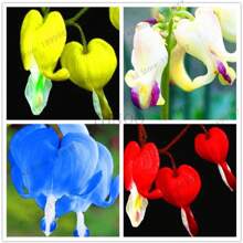 120 Samen Seltene Mehrjährige Spectabilis Kräuter Dicentra Pflanze Blutendes Herz Blumenpflanzen. Samenpflanze für den Garten