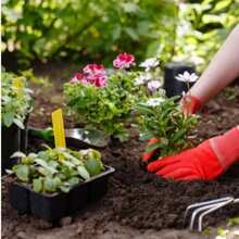 Herramientas de Jardinería Portátiles Rastrillo Micro Paisajismo Madera Antideslizante y Transplante - 04563 - Ver 3