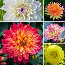 Take A Look At This Diverse Product Range, Including Vegetables, Fruits, Flowers, And More, To Add Color To Your Strong And Vibrant Brand. - 33顆種子 - 查看 2