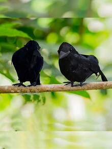 5 件万圣节黑乌鸦套装，复古风格，配有逼真的人造羽毛 - 万圣节派对装饰道具，栩栩如生的塑料乌鸦，适合季节性室内装饰，无需用电