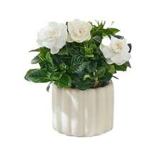 100 Seeds - Fragrant Gardenia Seeds - Flowers Beautify The Air, Ripe Flowers Are Good For Feeding - 100粒種子 - 查看 2