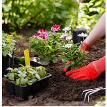 Portable Gardening Tools Micro Landscaping Rake Non-Slip Wood And Transplanting - 04565 - View 3