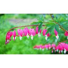 120 Samen Seltene Mehrjährige Spectabilis Kräuter Dicentra Pflanze Blutendes Herz Blumenpflanzen. Samenpflanze für den Garten