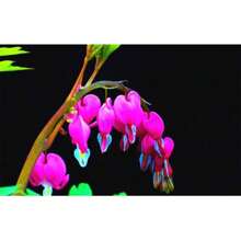 120 Samen Seltene Mehrjährige Spectabilis Kräuter Dicentra Pflanze Blutendes Herz Blumenpflanzen. Samenpflanze für den Garten
