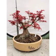 Popular Seeds Japanese Red Maple Seeds Bonsai Red Maiji Laozhan Orangutan Potted Plant Balcony Desk Garden Plants Leaf Observation Four Seasons - 100 - View 2