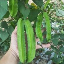 354pcs Four Sided Bean Seeds Dragon Bean Bean Paste Fruit Bean Asparagus Bean