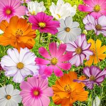 500 Semillas de Flores Silvestres Cosmos Garden - Variante 1 - Ver 2