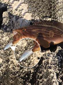GOTURE Goture 5/7 Peças Iscas de Pesca Macias Shad Minnow Swimbaits, Cabeças de Jig Pré-Montadas, Iscas de Cauda de Remo para Black Bass, Truta, Walleye, Crappie, Iscas de Jig de Afundamento para Água Salgada