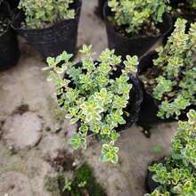 20000 Magical Blue Creeping Thymus Seeds For Planting Ground Cover Plants Heirloom Flower Perennial Thymus Non-GMO Thymus Serpyllum Seeds