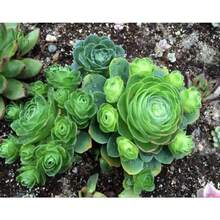 Mixed Color Rare Succulent Seeds Flower Plant MHD200 Pieces Seeds