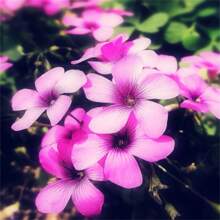 79 Double Petal Rose Four Seasons Flower Outdoor Flower Easy To Care For Flower Summer Garden Flower Single Planting - 61pcs - 查看 2