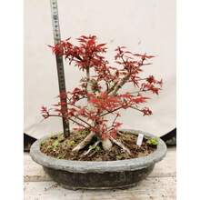 Popular Seeds Japanese Red Maple Seeds Bonsai Red Maiji Laozhan Orangutan Potted Plant Balcony Desk Garden Plants Leaf Observation Four Seasons - 100 - View 7