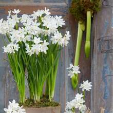 Paquete 300 bulbos semillas de narciso flor ornamental Low2Flavor jardín exterior plantado primavera fácil germinación floración duradera resistente - 300 - Ver 2