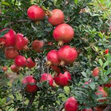 Traditional Pomegranate Garden - Planting Fresh And Delicious Fruit Trees - Suitable For Family Fruit Gardens And Green Spaces - 46顆種子 - 查看 4