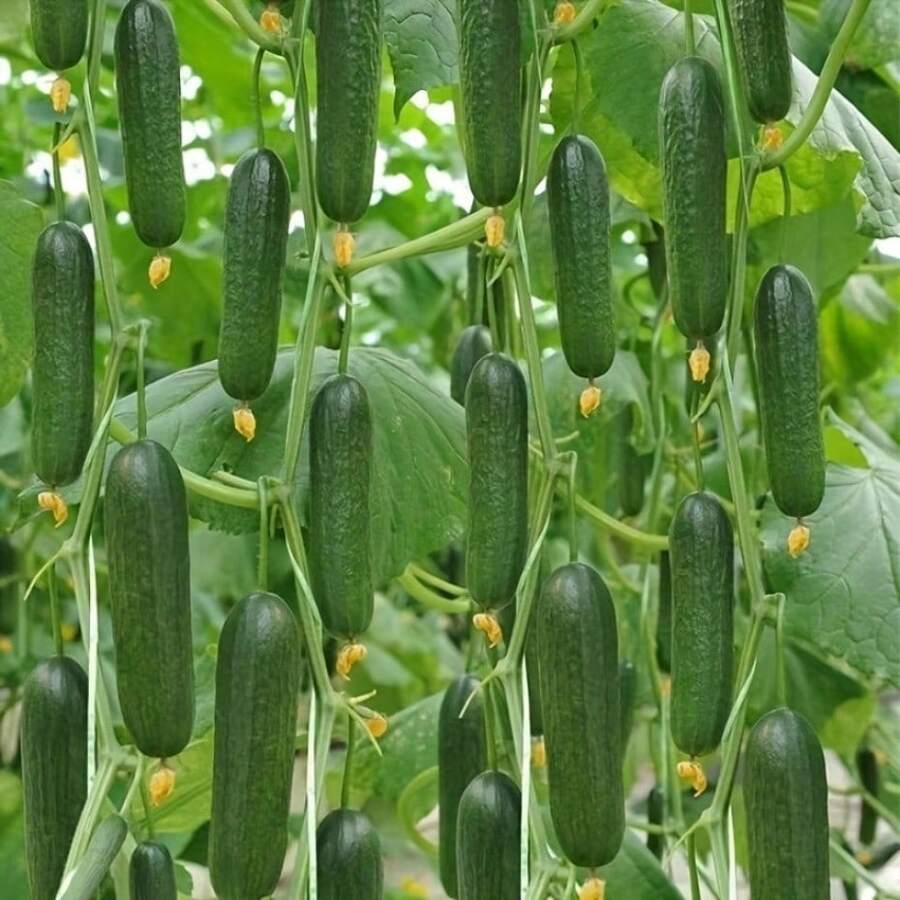 Popular Seeds 40 Seeds Of Delicious Cucumber Bush - Garden Net For Year-Round Harvest And Easy Growth - High-Quality Seeds For Home Garden Enthusiasts - 40件 - 查看 1