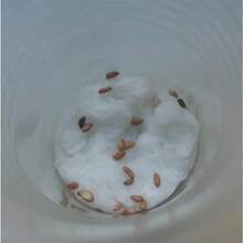 Discount Offer 100111   High-Quality Ecuadorian Red Rose Seeds, Perfect For Creating A Garden Of Elegance And Passion.