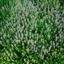 20000 Magical Blue Creeping Thymus Seeds For Planting Ground Cover Plants Heirloom Flower Perennial Thymus Non-GMO Thymus Serpyllum Seeds