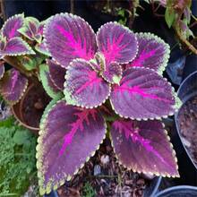 Purple And Green Shiso Seeds, Japanese Basil Shiso Variety