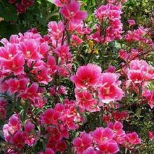 Farewell To Spring Godetia Seeds - Clarkia Amoena - 500 Seeds Easy To Plant