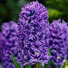 Semillas de bulbo de jacinto del Atlántico mezcla jardines bulbos floración intensa colores azul/lila fáciles de cultivar decoración interior/exterior aroma característico - 300 piezas - Ver 4