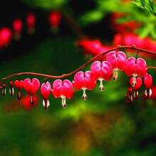120 Samen Seltene Mehrjährige Spectabilis Kräuter Dicentra Pflanze Blutendes Herz Blumenpflanzen. Samenpflanze für den Garten
