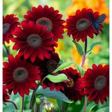 197 piezas de girasoles de terciopelo rojo incluyen gloria, orgullo, lealtad, amor y más, porque su propiedad natural es moverse con el sol. Pero también tienen significados de compatibilidad y se pueden plantar en macetas y disfrutar en el jardín. - 197 - Ver 2