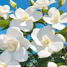 Gardenia Is Suitable For Planting In The Home Garden. White Fragrant Flowers And Shiny Green Leaves Attract Butterflies And Bees.