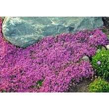 500 semillas de tomillo Creep Thymus serpyllum cubierta de suelo perenne ideal para jardín aromático, planta medicinal cocina gourmet decoración fácil cultivo resistente hierbas aromáticas semillas - Variante 1 - Ver 4