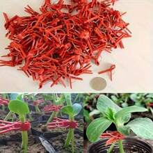 50 piezas de Clips de injerto, utilizados especialmente para el injerto de pepino, sandía, berenjena y plántulas de tomate