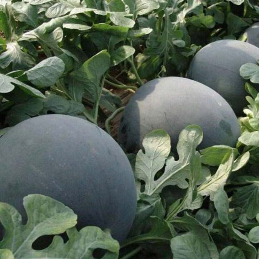 Black Diamond Watermelon Vegetable Planting Fruit Planting Suitable For Garden Enthusiasts