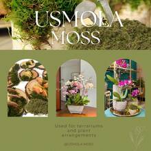 1 pacote de musgo artificial falso, simulação faça você mesmo de musgo, grama, micro layout paisagístico, planta verde, gramado, vaso de plantas, decoração de janela, paisagismo - Verde - Ver 12