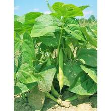 300 piezas de semillas de frijol natural, flores al aire libre, plantas, horticultura, naturaleza - 300 piezas - Ver 2