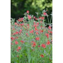 127 piezas de semillas de flores silvestres rojas ardientes, adecuadas para plantar - Alfalfa (Silene virginica) - 127 - Ver 2