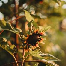 Veet -50 - Wunderschönes Sandelholzfarbener Stück, Das Polierende Insekten Anlockt Und Perfekt Für Die Dekoration Von Betten Ist. GMO-Free Suower Seeds Suitable For Planting In The Home Garden, Provided By Thresh Seed Company