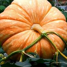 Semillas Alta tasa de germinación Semillas de calabaza gigante al por mayor Ornamental Comestible Grande Semillas de vegetales de calabaza de las cuatro estaciones Empresa de semillas de vegetales Flores al aire libre Plantas Horticultura Naturaleza - 40 piezas - Ver 3