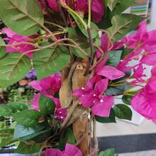 Artificial Bougainvillea Tree, 185 Cm Artificial Flowering Tree, Artificial Flowering Plants In Plastic Pot, Large Artificial Tree With Flowers For Home, Office, Garden And Porch Decoration - 185厘米 - 查看 6
