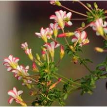 100seeds/Pack Tenuifolia Rare Garden Seeds, Unique And Beautiful Exotic Flowers Suitable For Indoor And Outdoor Cultivation, Easy-To-Grow Perennial Flower Seeds That Attract Plant Pollinators And Enhance Landscape Beauty