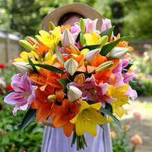 2 Rose Lily Flower Bulbs F5213-34 - Variant1 - View 2