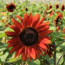 197 piezas de girasoles de terciopelo rojo incluyen gloria, orgullo, lealtad, amor y más, porque su propiedad natural es moverse con el sol. Pero también tienen significados de compatibilidad y se pueden plantar en macetas y disfrutar en el jardín. - 197 - Ver 3