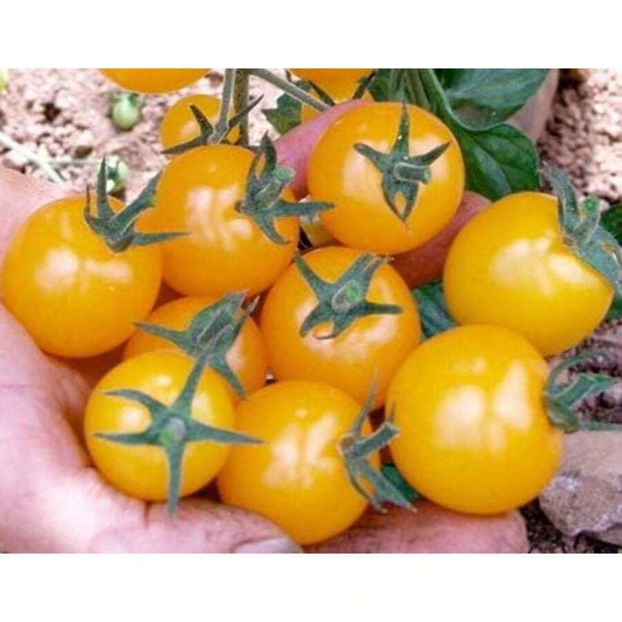 Semillas de plantas - Variante 1 - Ver 1