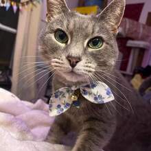 1 chiếc vòng cổ cho mèo hình nơ in hình quả việt quất, vòng cổ điều chỉnh được kèm chuông, phù hợp cho chó và mèo nhỏ. - Màu xanh lam - Xem 4