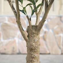 Olive Tree Artificial 8FT Tall - UV Resistant Faux Olive Trees With Strong Trunk For Indoor & Outdoor - Large Potted Silk Fake Plant For Indoor Home Living Room Office Patio Decor - màu xanh lá - Xem 3