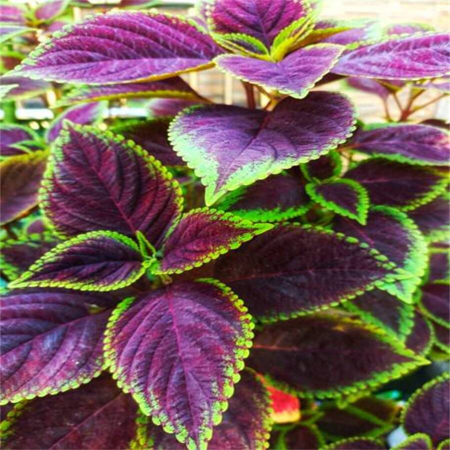 Purple And Green Shiso Seeds, Japanese Basil Shiso Variety