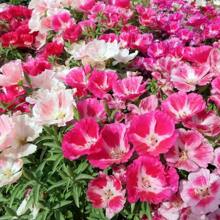 Farewell To Spring Godetia Seeds - Clarkia Amoena - 500 Seeds Easy To Plant